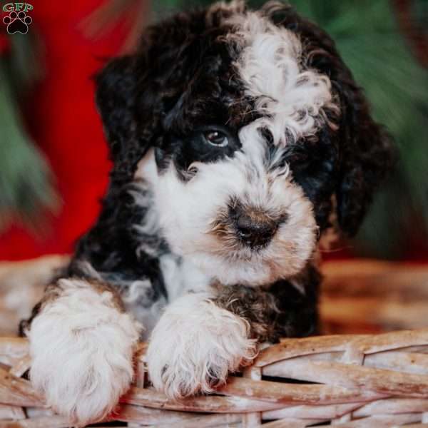 Winston, Mini Bernedoodle Puppy